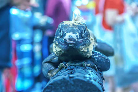 Iguana on the tree in a forest model.の写真素材