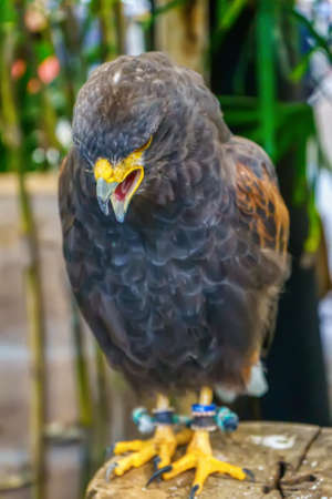 Harris's Hawk  are poses on the timber. Its a popular pet in Thailand.