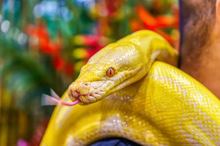 Albino burmese python wrapped around a man. Its a popular pet in Thailand.の写真素材