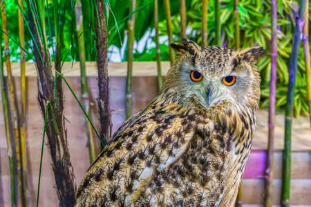 Owl in the garden simulation. It is a popular pet in Thailand.の写真素材
