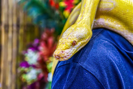 Albino burmese python wrapped around a man. Its a popular pet in Thailand.の写真素材