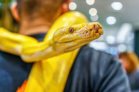 Albino burmese python wrapped around a man. Its a popular pet in Thailand.の写真素材