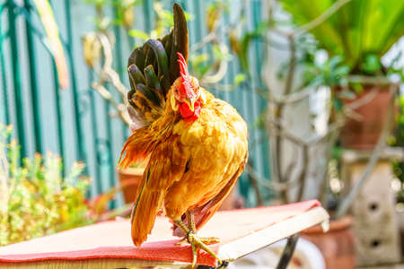 The serama or the malaysian serama are poses in the garden.