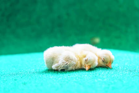 The yellow serama chicks on a artificial grass background.の写真素材