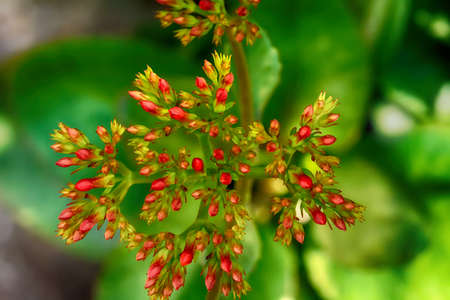 The flowers are beautiful and refreshing on a nature background.