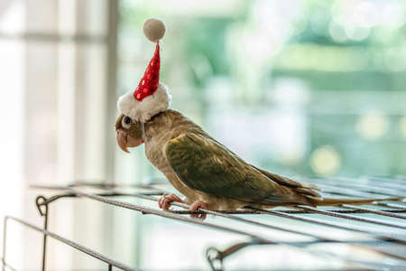 Green-cheeked parakeet or green-cheeked conure wearing Santa Cross hats.