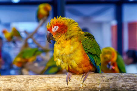 Conures perched on a branch. Bird is a popular pet in Thailand.