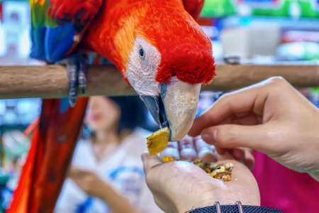 Macaw eating food in hand. Bird is a popular pet in Thailand.の写真素材