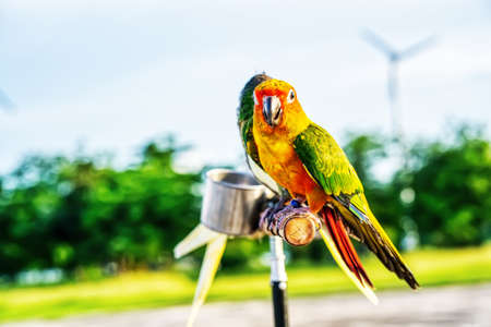 Conures perched on a branch. Bird is a popular pet in Thailand.の写真素材