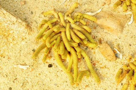 Cactus are planted on sandy soil. It is a plant that is in the desert.