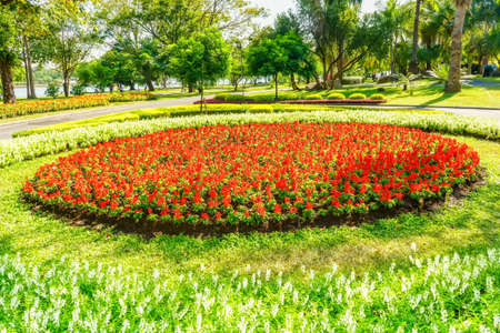 Salvia blooming at a garden in a nature background.の写真素材