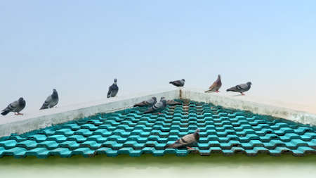 The pigeon on roof tiles in nature background.の写真素材