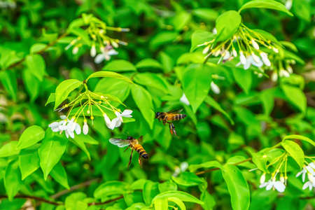 Bee eating pollen from flower on a nature background.の写真素材