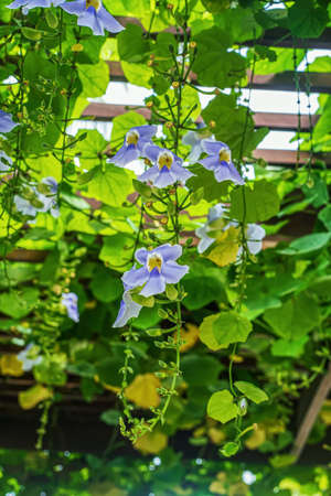The flowers are beautiful and refreshing on a nature background.の写真素材