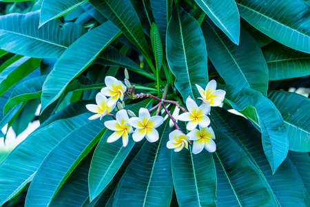 Plumeria flowers are so beautiful that popular in Thailand.の写真素材