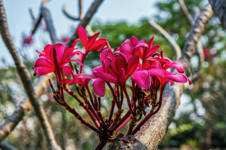 Plumeria flowers are so beautiful that popular in Thailand.の写真素材