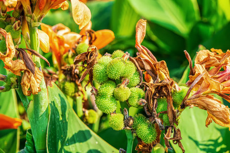 The dried flowers turn into pods on a nature background.
