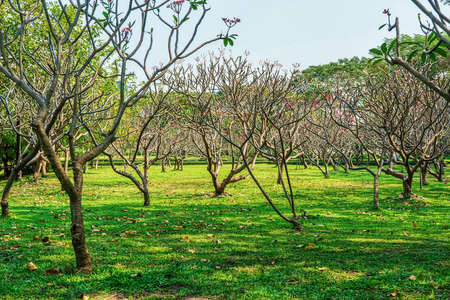 Plumeria flowers are so beautiful that popular in Thailand.の写真素材