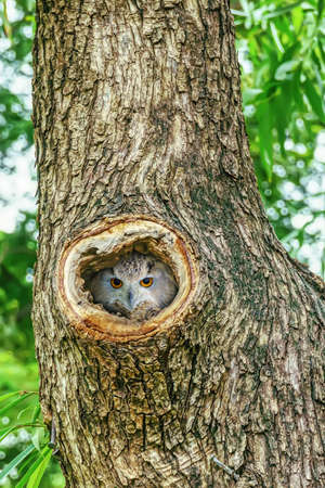 Owl lives in a nest on a big tree. It is a popular pet in Thailand.の写真素材
