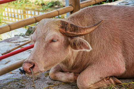 The albino buffalo sleeps in a stable.の写真素材