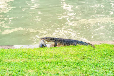 Varanus salvator eating fish near a pond in the park.の写真素材