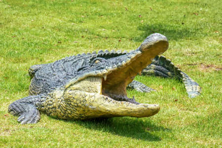 Resin crocodile on the grass in the garden.の写真素材