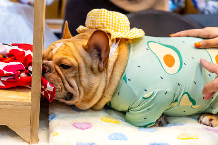 The dog is lying on the cushion. It's cute.の写真素材