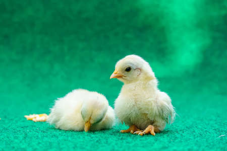 The yellow serama chicks on a artificial grass background.の写真素材