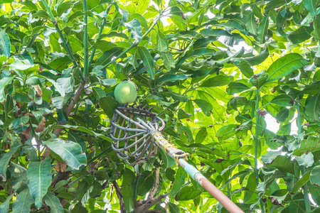 The picking mangoes from the tree.