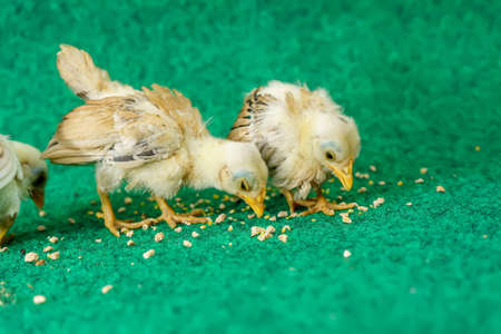 The yellow serama chicks on a artificial grass background.の写真素材
