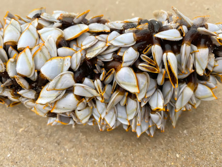Small shells live on the timber by the sea.