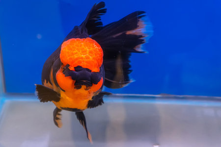 The goldfish in the cabinet on blue background.の写真素材