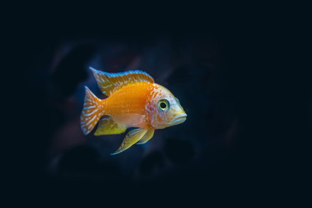 The cichlidae in the cabinet.の写真素材