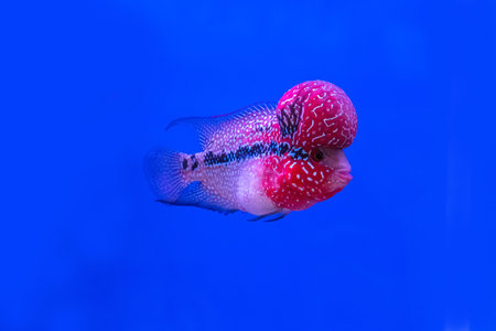 The cichlidae in the cabinet on blue background.の写真素材