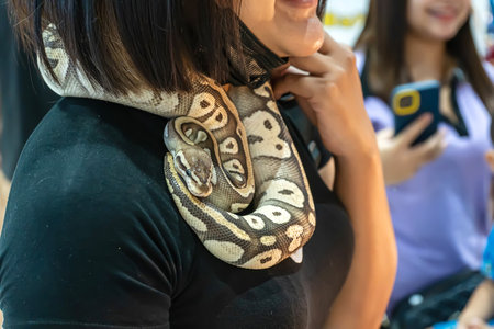 Ball python is a popular pet in Thailand.