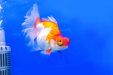 The goldfish in the cabinet on blue background.の写真素材