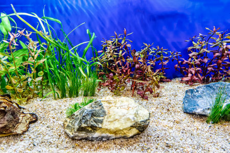 Underwater landscape nature forest style aquarium tank with a variety of aquatic plants, stones and herb decorations.の写真素材