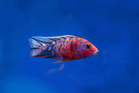The cichlidae in the cabinet on blue background.