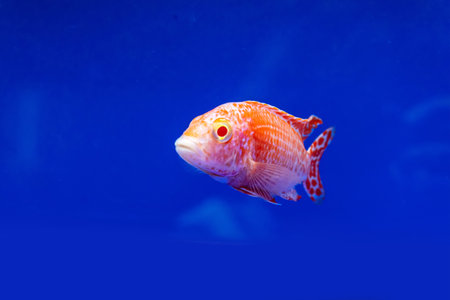 The cichlidae in the cabinet on blue background.