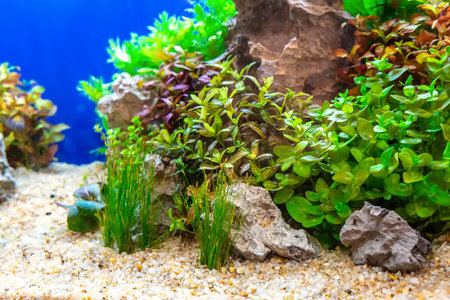 Underwater landscape nature forest style aquarium tank with a variety of aquatic plants, stones and herb decorations.の写真素材