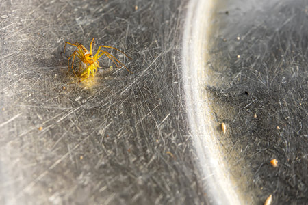 A small spider that lives in the grass on the metal ground.の写真素材