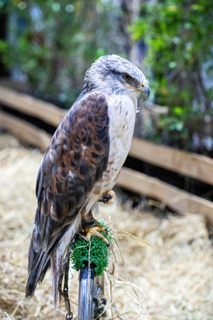 Harris's hawk or dusky hawk or wolf hawk, bird of prey. Its a popular pet in Thailand.