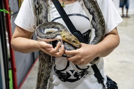 Ball python on people's hand. It's a popular pet in Thailand.の写真素材
