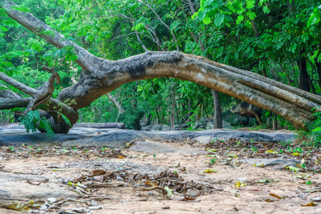 Trees that fall, but their roots are still strong.