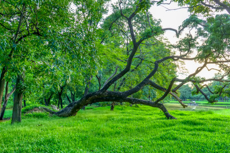 Trees that fall, but their roots are still strong.