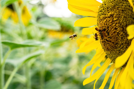 Sunflower in full bloom in flower field with bees flying for pollen.の写真素材