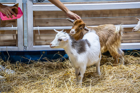 The goat in the stall waiting for food.の写真素材
