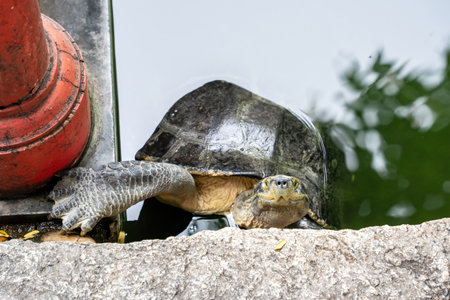 The turtles waiting for food in the pond.
