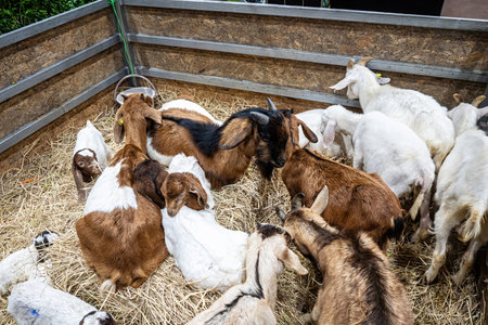 The goat in the stall waiting for food.の写真素材