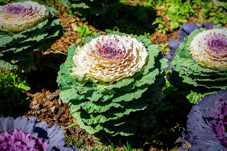 Many purple cabbage flowers in the ornamental garden.の写真素材
